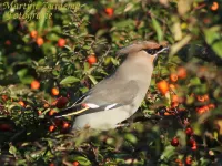Pestvogels [Bombycillidae]